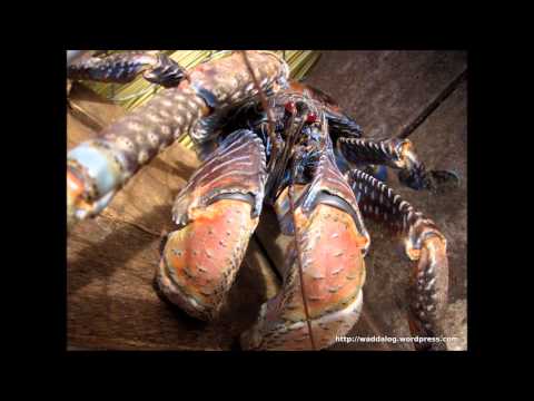 DJ PLAYAR vs Boney M - Ribbons of Blue