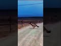 Alpha Wolf Jumping Tall Fences in Wild