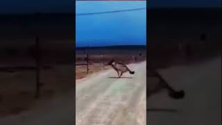 Alpha Wolf Jumping Tall Fences in Wild