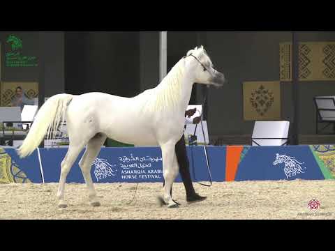 N 100 IBN MASHALLAH AL QUSAR   Asharqia Gulf Straight Egyptian Arabian Cup 2020   Stallions 4 6 Year