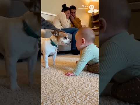 Baby Hugs the Dog to express sorry