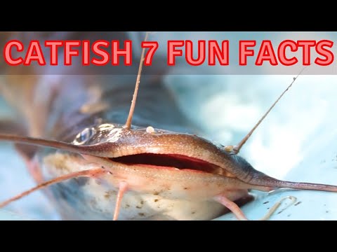 Catfish 101 Top 7 Facts about Catfish Aquaculture Fish Farming