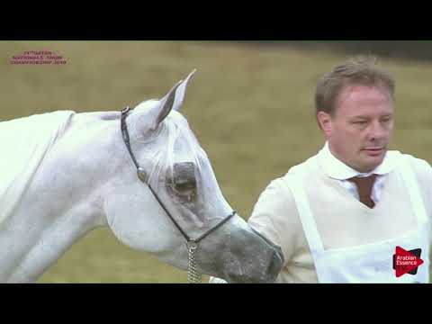 N.173 AL JOOD AL NAIF - 21st Qatar National 2018 - Fillies 3 years old (Class 5B)