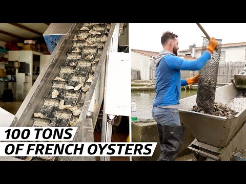 , title : 'How a French Oyster Company Harvests 100 Tons Per Year — Vendors'