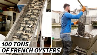 How a French Oyster Company Harvests 100 Tons Per Year — Vendors