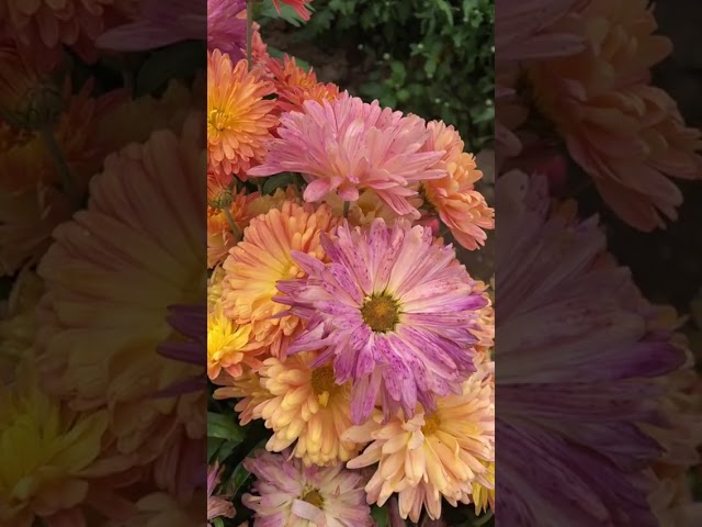 Стандарт поставки видео №1 Хризантема Розовый чай