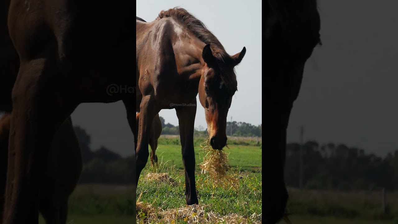 Equine Grazing Mechanics and Herbivore Foraging Adaptations – Key Takeaways