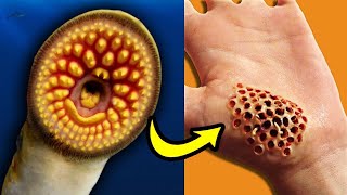 20 Scariest Sea Creatures You Won&#39;t Believe Exist