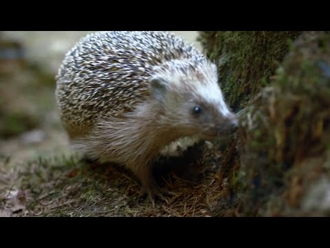 Zobacz jak wygląda życie jeża! | Dzikie Oblicze Polski
