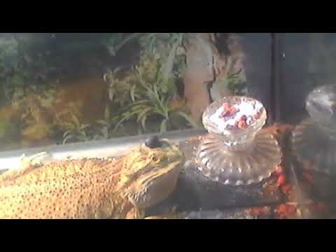 n017kingg - Quickflssh