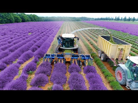 Lavender Harvest & Oil Distillation | Valensole - Provence - France 🇫🇷| large and small scale