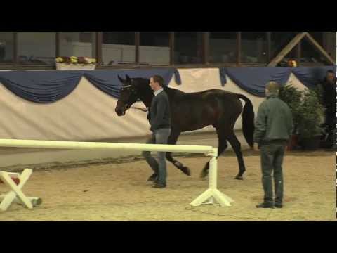 Gestüt Ligges Dibadu L 2012