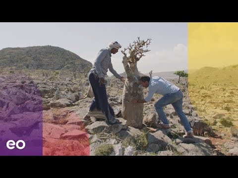 afbeelding Oases in de Oriënt