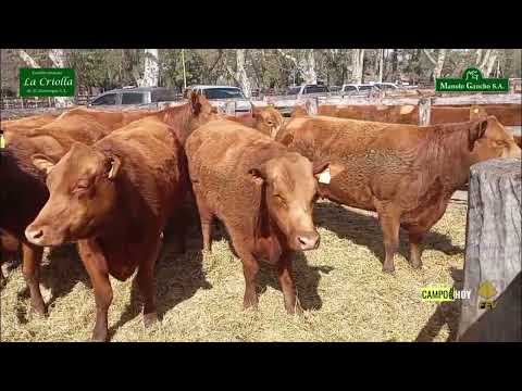 Campo Hoy 471 - Remate Anual de Manolo Gaucho y La Criolla