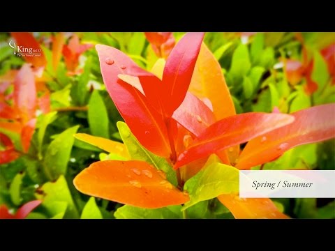 download lagu mp3 mp4 Photinia Shrub, download lagu Photinia Shrub gratis, unduh video klip Photinia Shrub