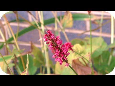 The Best Camera for Youtube 2014-2015!