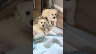 Video preview image #1 Great Pyrenees Puppy For Sale in Marina Del Rey, CA, USA
