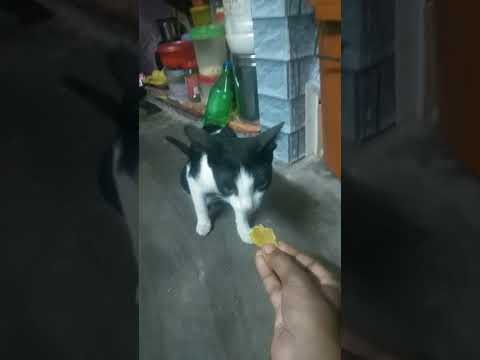 😹😸😸😸😸😘 pavi shorts 😘