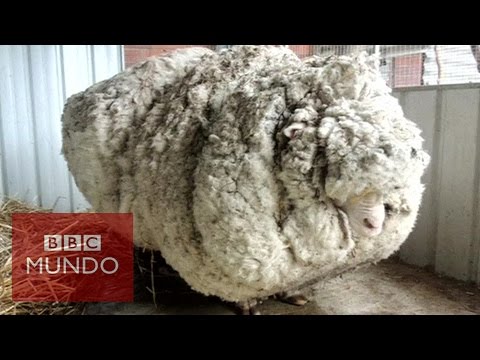 , title : 'La increíble oveja que acumuló 40 kilos de lana'