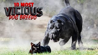 The 10 Most Vicious Dog Breeds
