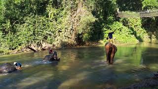 preview picture of video 'Chiang mai bagno degli elefanti lungo il fiume'