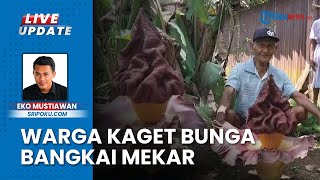 Aroma Busuk Dikira Hewan Mati, Mbah Beren Kaget Bunga Bangkai Mekar di Belakang Rumah di Musi Rawas