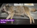 Doodgereden wolf was in topconditie: 'Het was net een gebitsreclame'