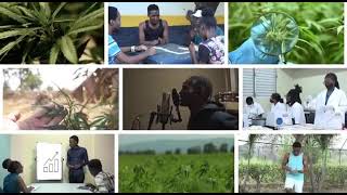 Download lagu The two sides of the Ganja story. mp3