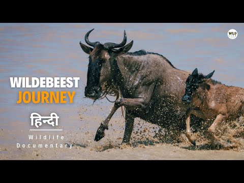 Wildebeest's Journey - हिन्दी डॉक्यूमेंट्री | Wildlife documentary in Hindi
