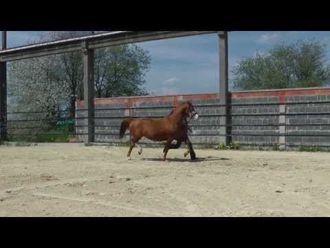 Dream Hall, Stute, Donnerhall - Weltmeyer