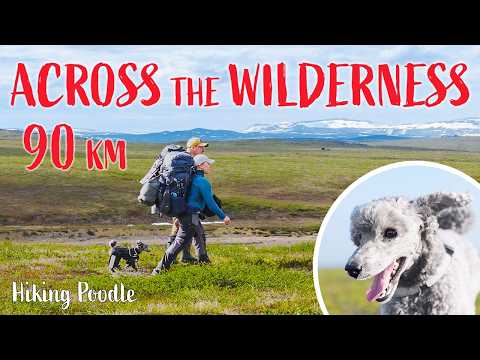 Hiking Poodle and Retkireppu