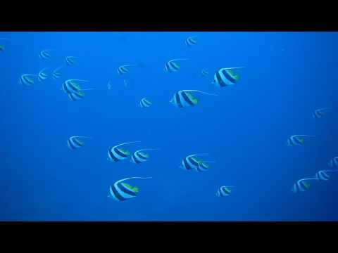 Nikon COOLPIX W300: Sea Life