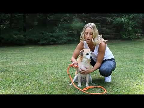 Durable Pet Dog Slip Rope Leash 6FT Training Leash Strong Slip Lead Standard | Dog & Cat Supplies