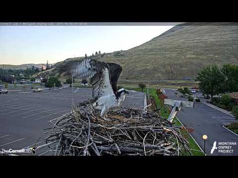 Iris Stops By Hellgate Osprey Nest As Fall Migration Nears – Sept. 4, 2019