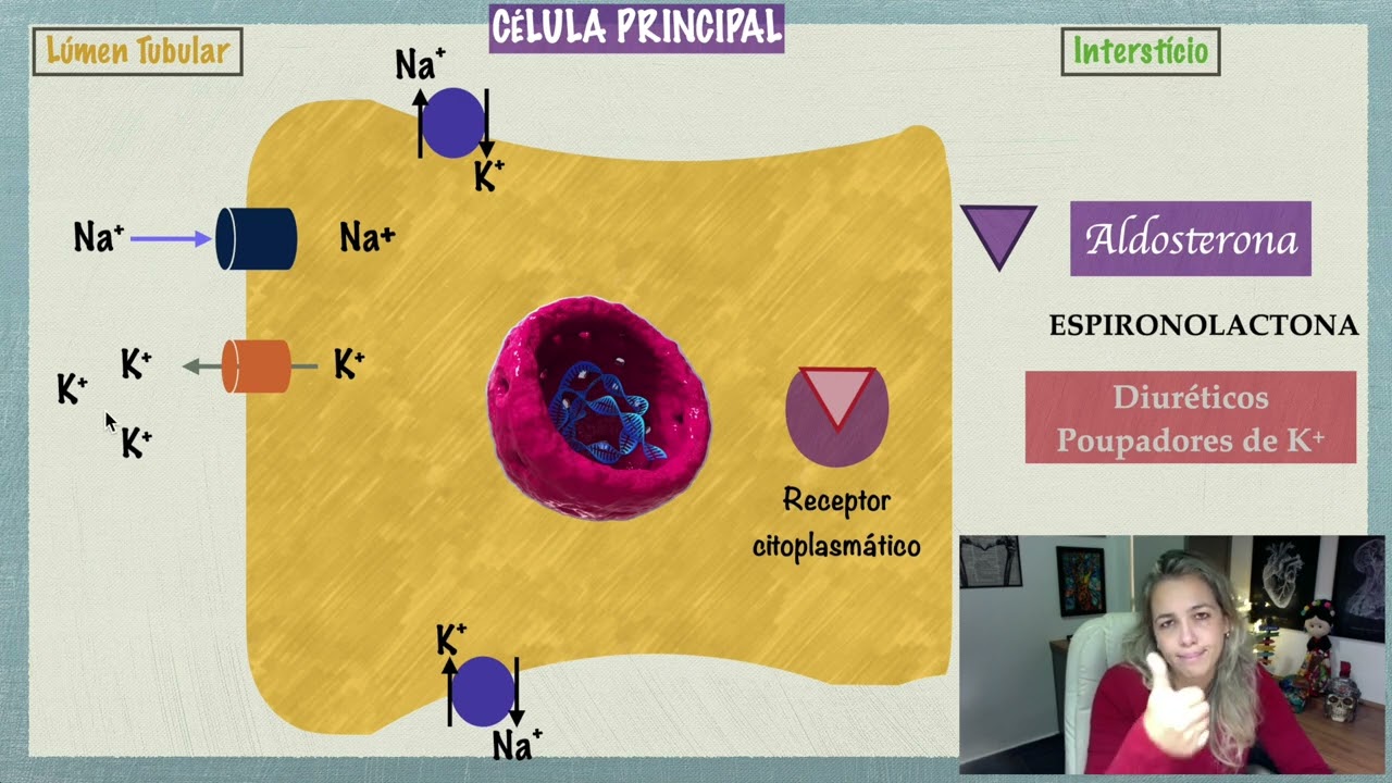 Néfron e Aldosterona: Mecanismo de Ação e Espironolactona