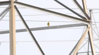 Western Meadowlark