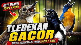 Download lagu TLEDEKAN GUNUNG GACOR NGEROLL AMPUH BIKIN EMOSI KACER DAN SRDC  mp3
