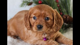 Video preview image #1 Golden Retriever Puppy For Sale in LITITZ, PA, USA