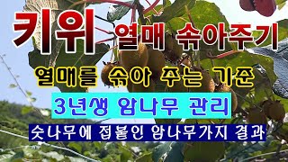 [텃밭농부 1,530]  키위 열매 솎아주기, 3년생 암나무의 관리방법 #키위재배