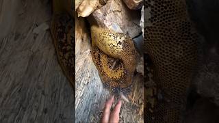 خلية عسل بوطويق من موسم السمر الحمدلله