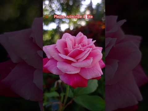 beautiful flowers  # #shots #flowers #flower types#like #like #nature #love