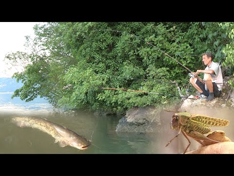 Pecanje soma na Dunavu - Dubinsko pecanje soma na skakavca | Fishing catfish