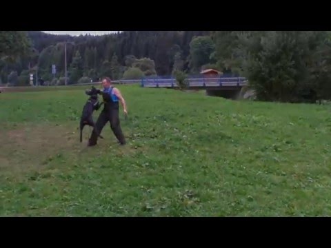 Schutzhunde im IGD e.V