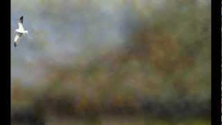 LESLEY DUNCAN  |  LOVE WILL NEVER LOSE YOU  |  (Duncan)  |  Earth Mother  |  1972