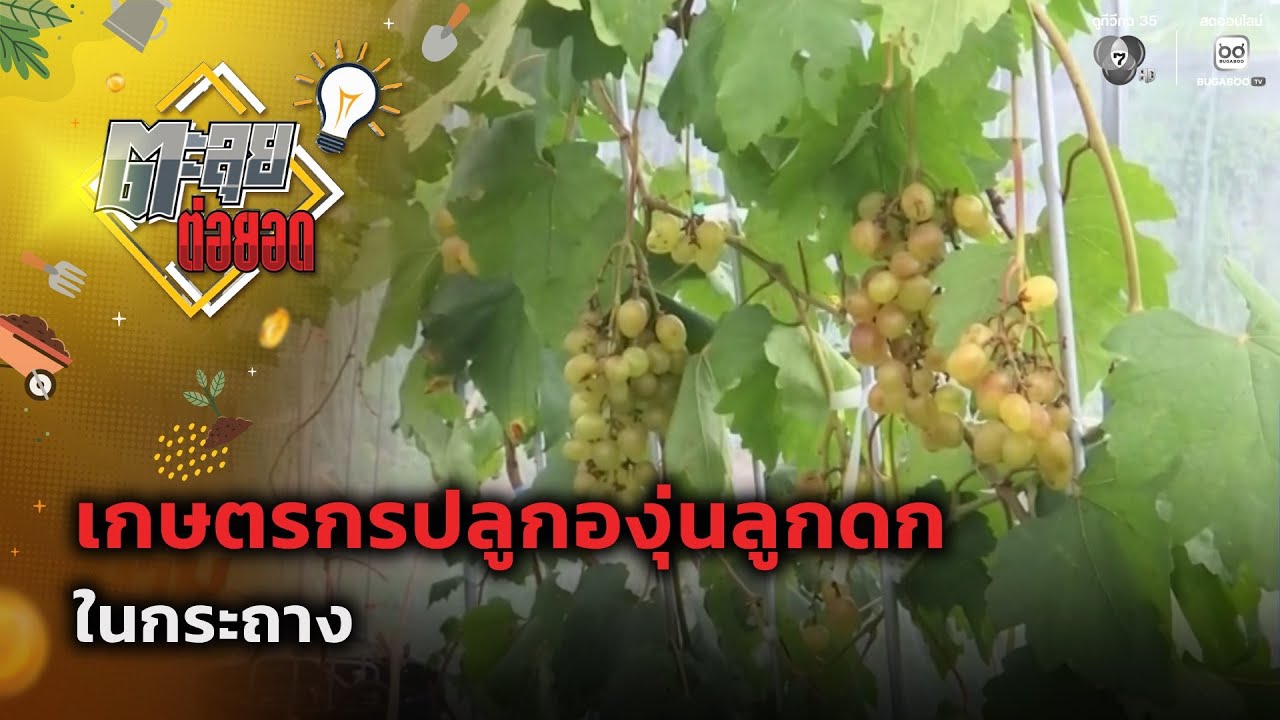 เกษตรกรปลูกองุ่นลูกดกในกระถาง | ตะลุยต่อยอด