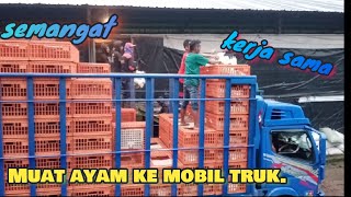 Download lagu Truk ini sedang di isi muatan ayam.. || beginilah proses muat ayam ke mobil truk. mp3 Download lagu Truk ini sedang di isi muatan ayam.. || beginilah proses muat ayam ke mobil truk. mp3