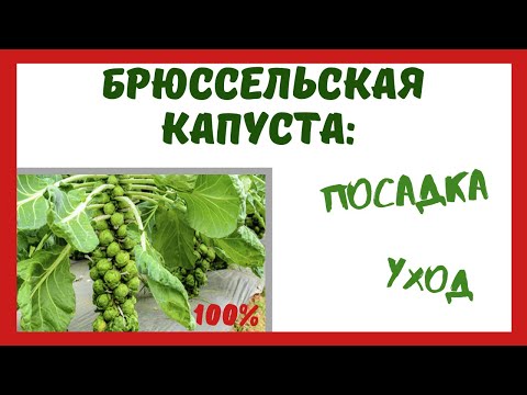 Брюссельская капуста: посадка, уход, выращивание