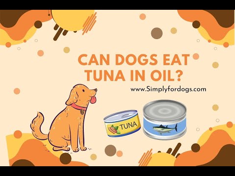 Can Dogs Eat Tuna in Oil?