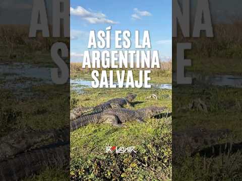 Carlos Pellegrini: Fiesta del Yaguareté Correntino y fauna salvaje del Iberá | IR & VENIR