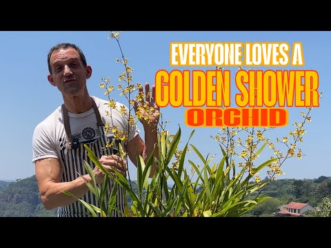 Oncidium sphacelatum Care Guide | The Dancing Lady Orchid Explained